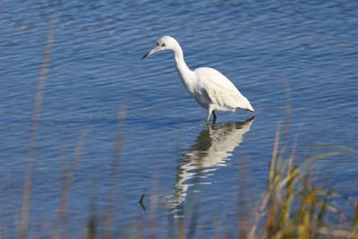 6P5A6032 Shem Creek egret.jpg