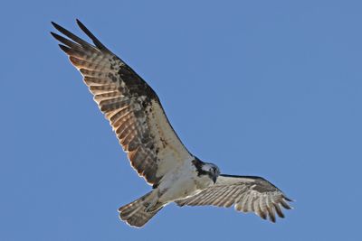 6P5A6308 Osprey at Ft Moultrie.jpg