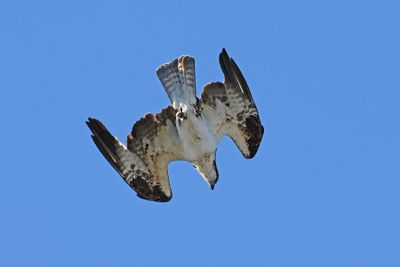 6P5A6319 Diving osprey.jpg