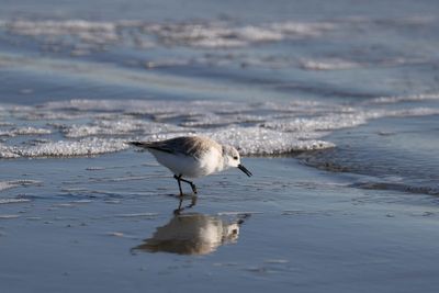 6P5A6551 Searching for breakfast.jpg