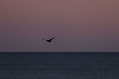 6P5A6817 Late afternoon flight.jpg