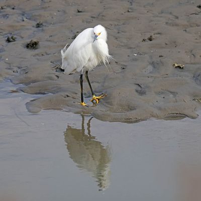 6P5A7171 Snowy egret.jpg