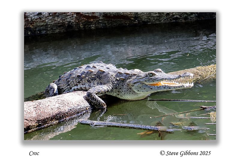 Croc