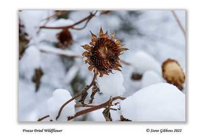 Freeze Dried Wildflower