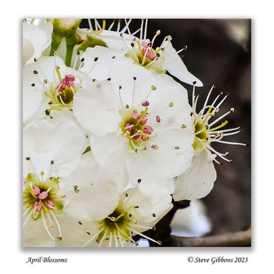 April Blossoms