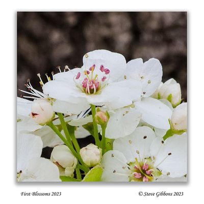 First Blossoms 2023