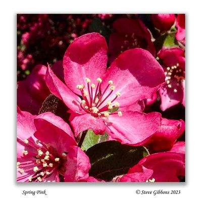 Spring Pink