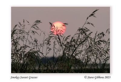 Smokey Sunset Grasses