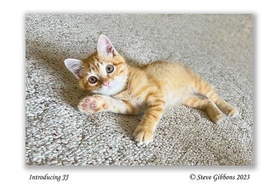 Introducing JJ.