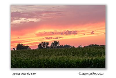 Sunset Over the Corn