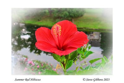Summer Red Hibiscus