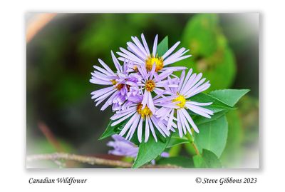 Canadian Wildflower