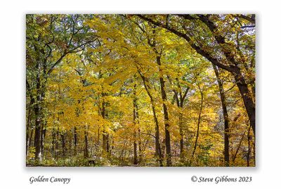 Golden Canopy