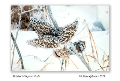 Milkweed Pods