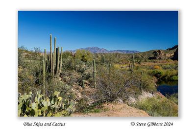 Blue Skies and Cactus