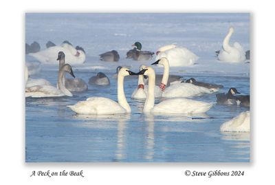 A Peck on the Beak