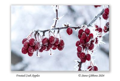 Frosted Crab Apples