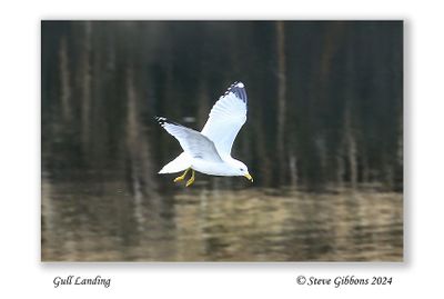 Gull Landing