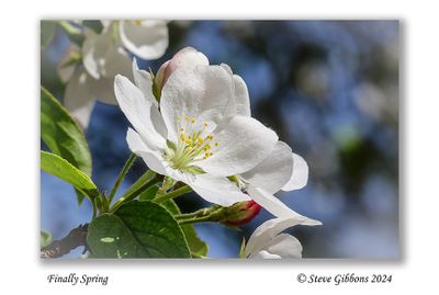 Finally Spring