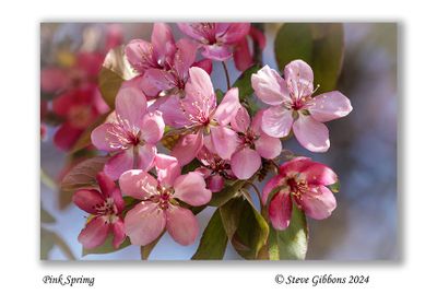 Pink Spring