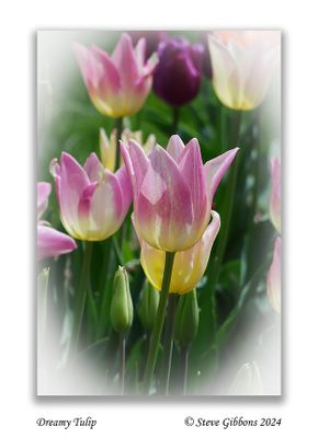 Dreamy Tulip