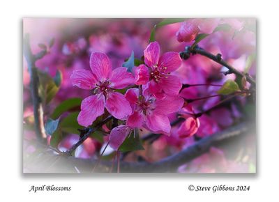April Blossoms