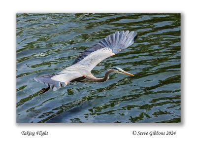 Taking Flight