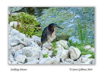 Stalking Dinner