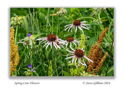 Spring Cone Flowers
