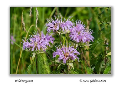 Wild Bergamot