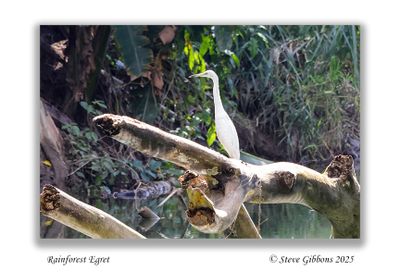 Rainforest Egret