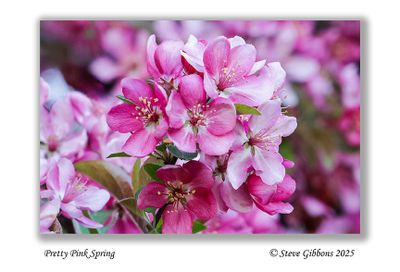 Pretty Pink Spring