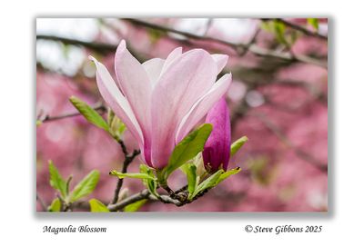 Magnolia Blossoms