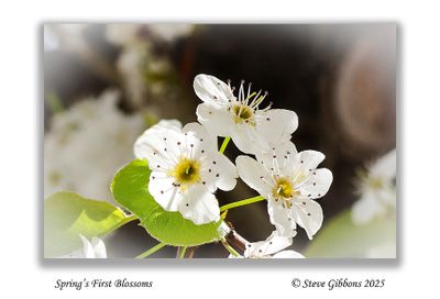 Spring's First Blossoms