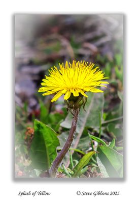 Splash of Yellow