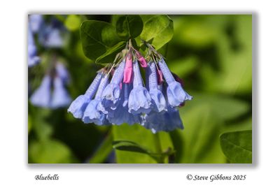 Bluebells
