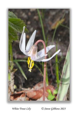 White Trout Lily