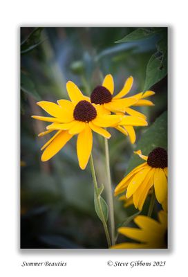 Summer Beauties