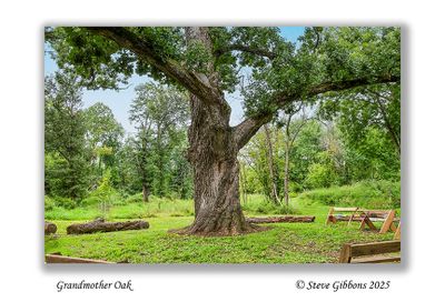 Grandmother Oak