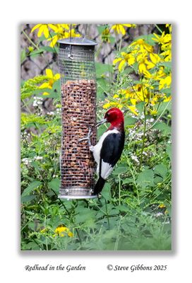 Redhead in the Garden