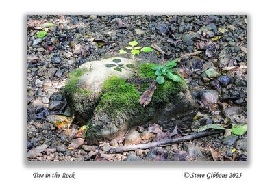 Tree in the Rock
