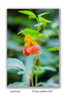 Jewelweed