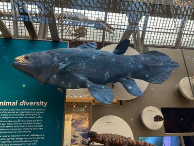 Coelacanth