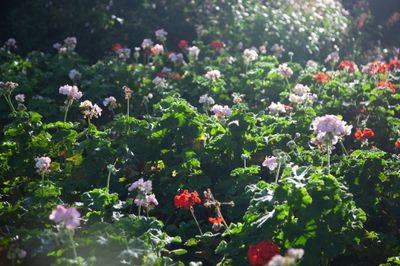 IGarden