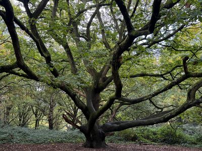 Large tree