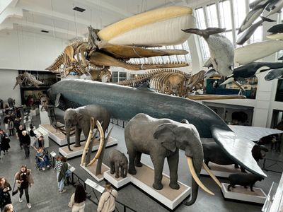 Museum of Natural History