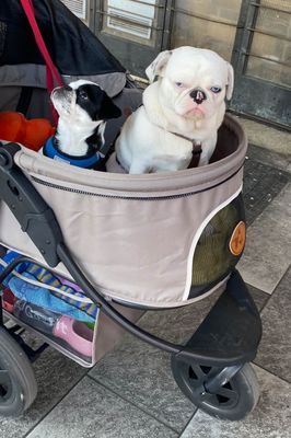 Pampered pooches near Firenze station