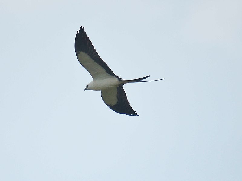 swallow-tailed kite BRD1787.JPG