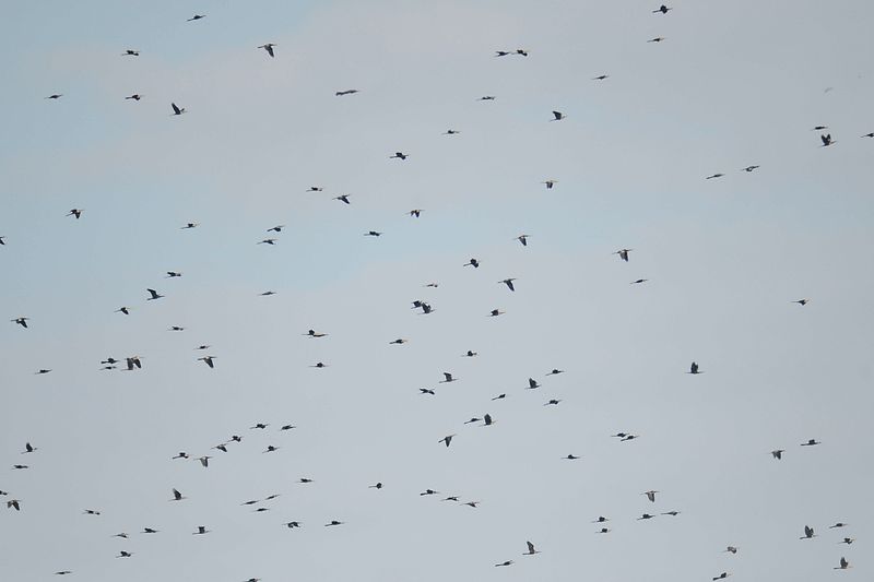 anhinga BRD2097.JPG