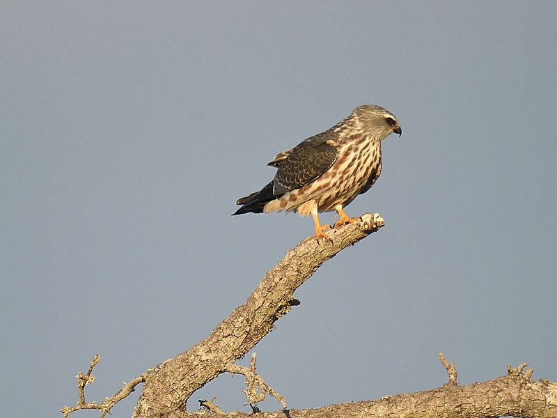 mississippi kite BRD2042.JPG